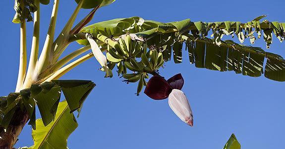 Appartamenti Le Pleiadi - Succhivo D'Ischia Sant'Angelo  Екстер'єр фото